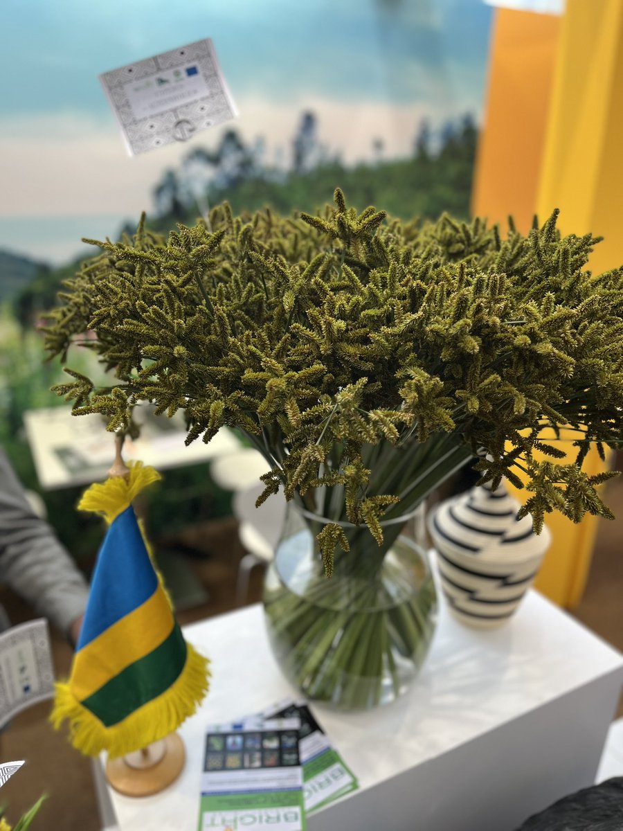 Rwanda_TheHague's tweet photo. We are ready for day 2 at #IFTF2023 to welcome international buyers to discover the roses of @BellaFlowersRw and the summer flowers of @brightharvestrw, @Duhamic1, @oxfaminrwanda / @EUinRW, You will find the stand of @rwandefresh by @RwandAgriExport in hal B, stand 5.30! https://t.co/kfNnDdiwGe