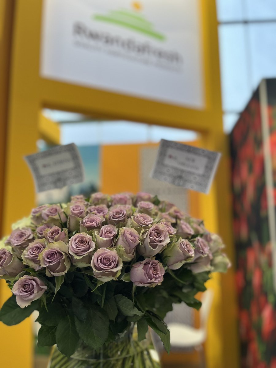 Rwanda_TheHague's tweet photo. We are ready for day 2 at #IFTF2023 to welcome international buyers to discover the roses of @BellaFlowersRw and the summer flowers of @brightharvestrw, @Duhamic1, @oxfaminrwanda / @EUinRW, You will find the stand of @rwandefresh by @RwandAgriExport in hal B, stand 5.30! https://t.co/kfNnDdiwGe