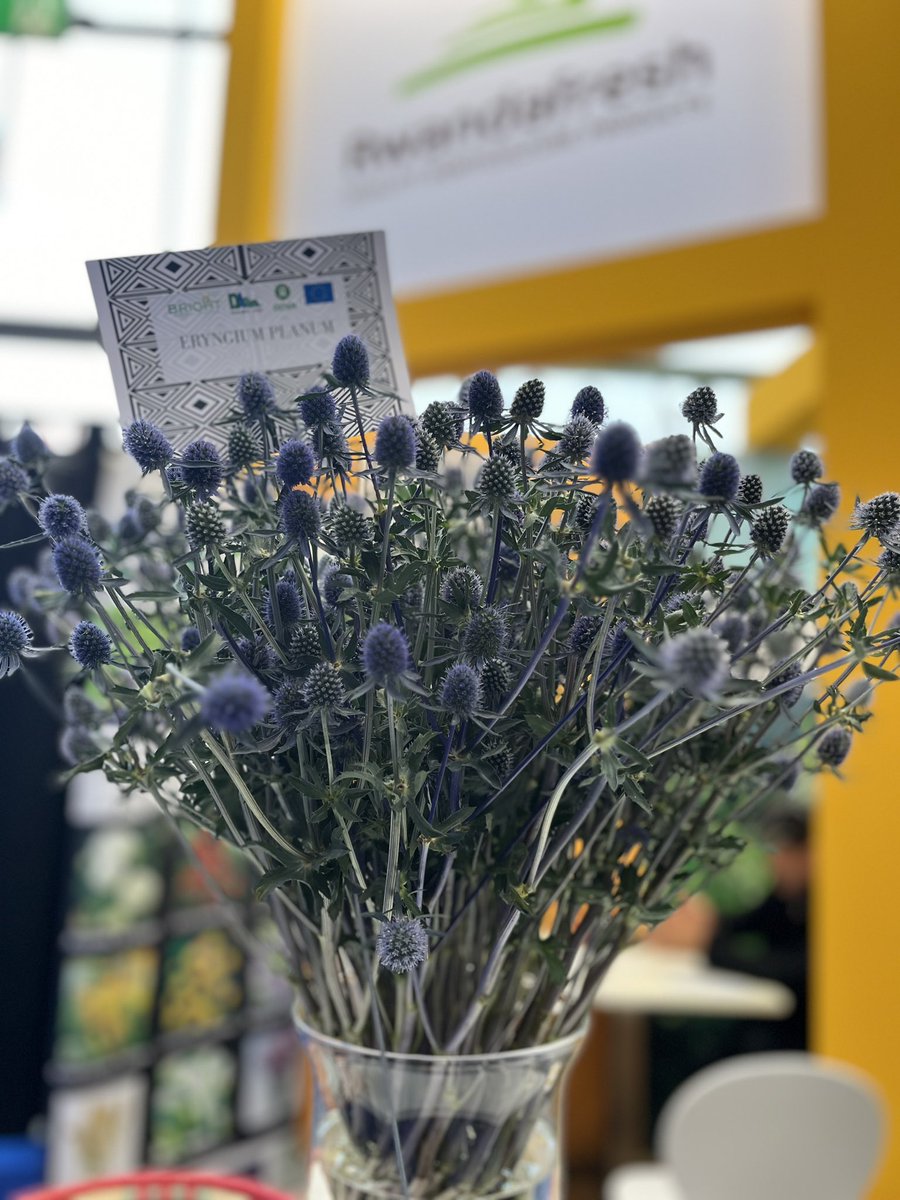 Rwanda_TheHague's tweet photo. We are ready for day 2 at #IFTF2023 to welcome international buyers to discover the roses of @BellaFlowersRw and the summer flowers of @brightharvestrw, @Duhamic1, @oxfaminrwanda / @EUinRW, You will find the stand of @rwandefresh by @RwandAgriExport in hal B, stand 5.30! https://t.co/kfNnDdiwGe