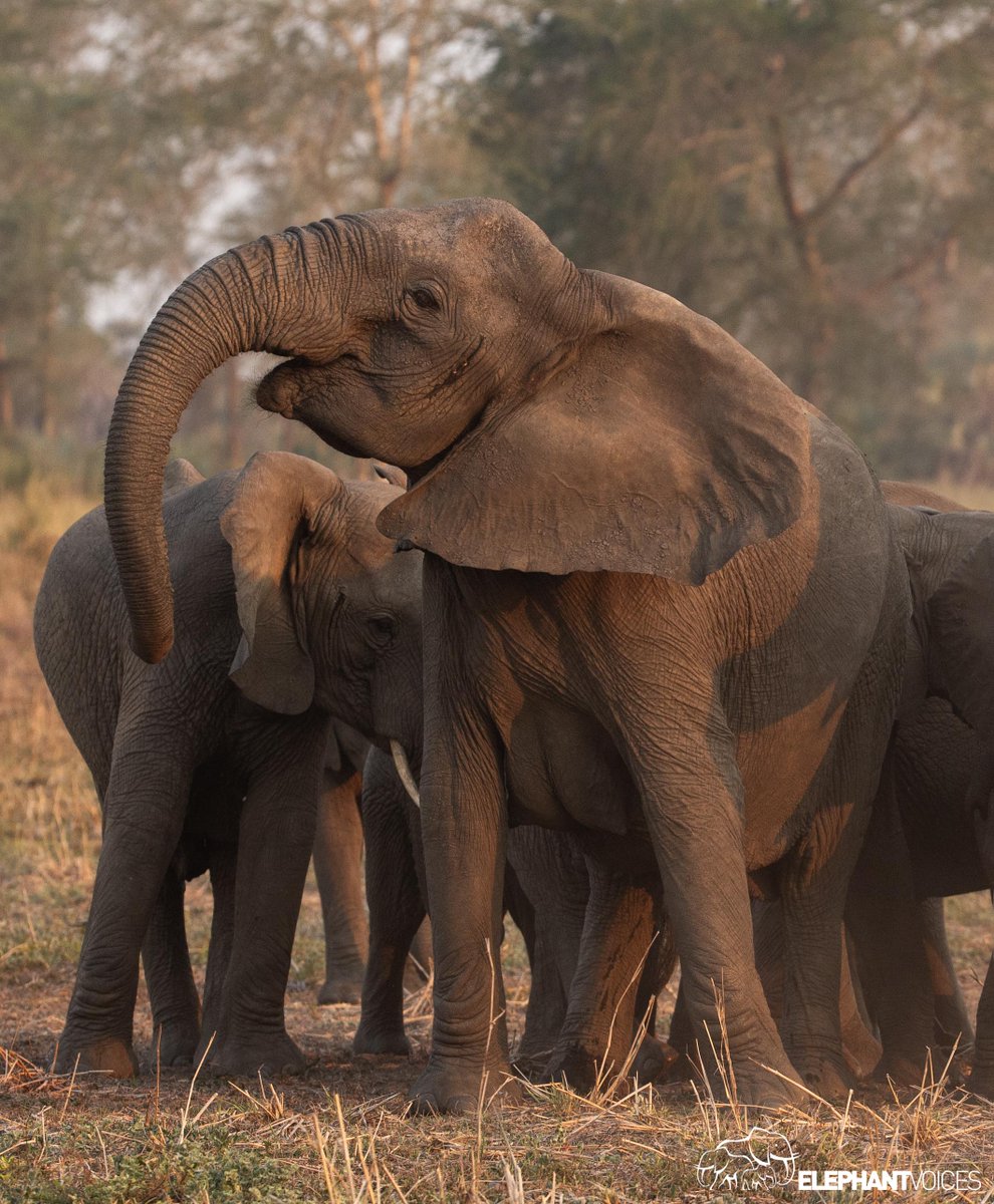 elephantvoices's tweet image. The formidable matriarch, iJunia caught mid Head-Shake. 🐘 

You can learn more about this bahavior here: elephantvoices.org/elephant-ethog… 

#TheElephantEthogram
