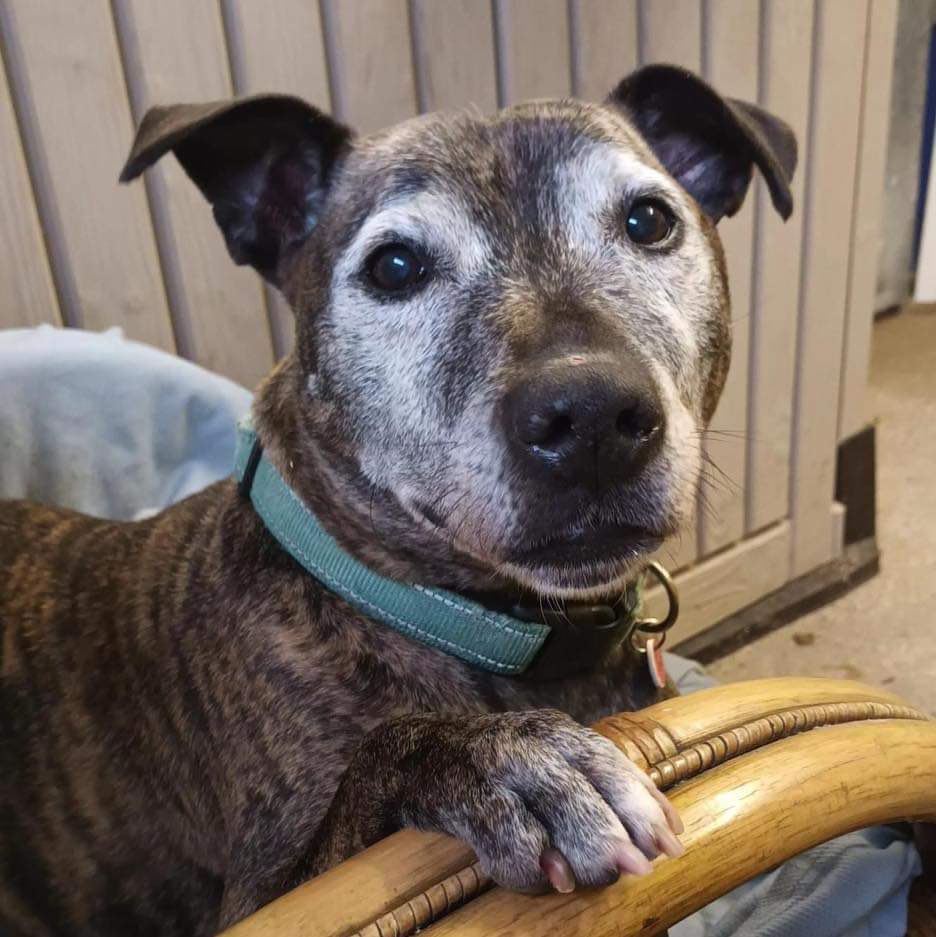 Please retweet to help Albert find a home #StokeOnTrent #UK Aged 11, Albert has been overlooked. He's looking for an adult home as the only pet. DETAILS or APPLY👇 seniorstaffyclub.co.uk/adopt-a-staffy…… #dogs #pets