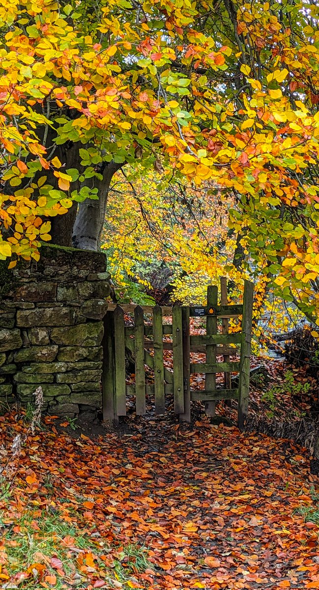 ABTheAdventure's tweet photo. The allure of this gate into woodland! 

I'm taking part in a therapeutic writing course and yesterday's was Enchantment.

The meditation guided me to this walk in the afternoon - looking closely at tiny fungi, smiling at squirrels scratching about, me - bathing in the peace. https://t.co/wpvHFwLcK3