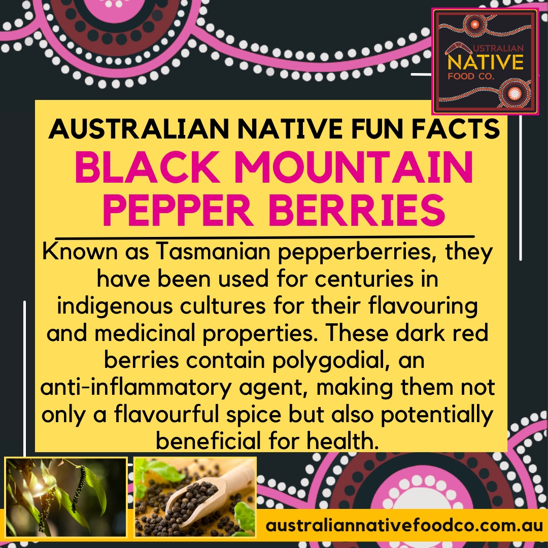 Australian Native Fun Facts :  Black Mountain Pepper Berries
⁠
⁠
To purchase products and further information visit l8r.it/rVKO⁠
⁠
#australiannativefoodco #nativefood #bushfood #education #bushtucker #nativechef #buysaforsa