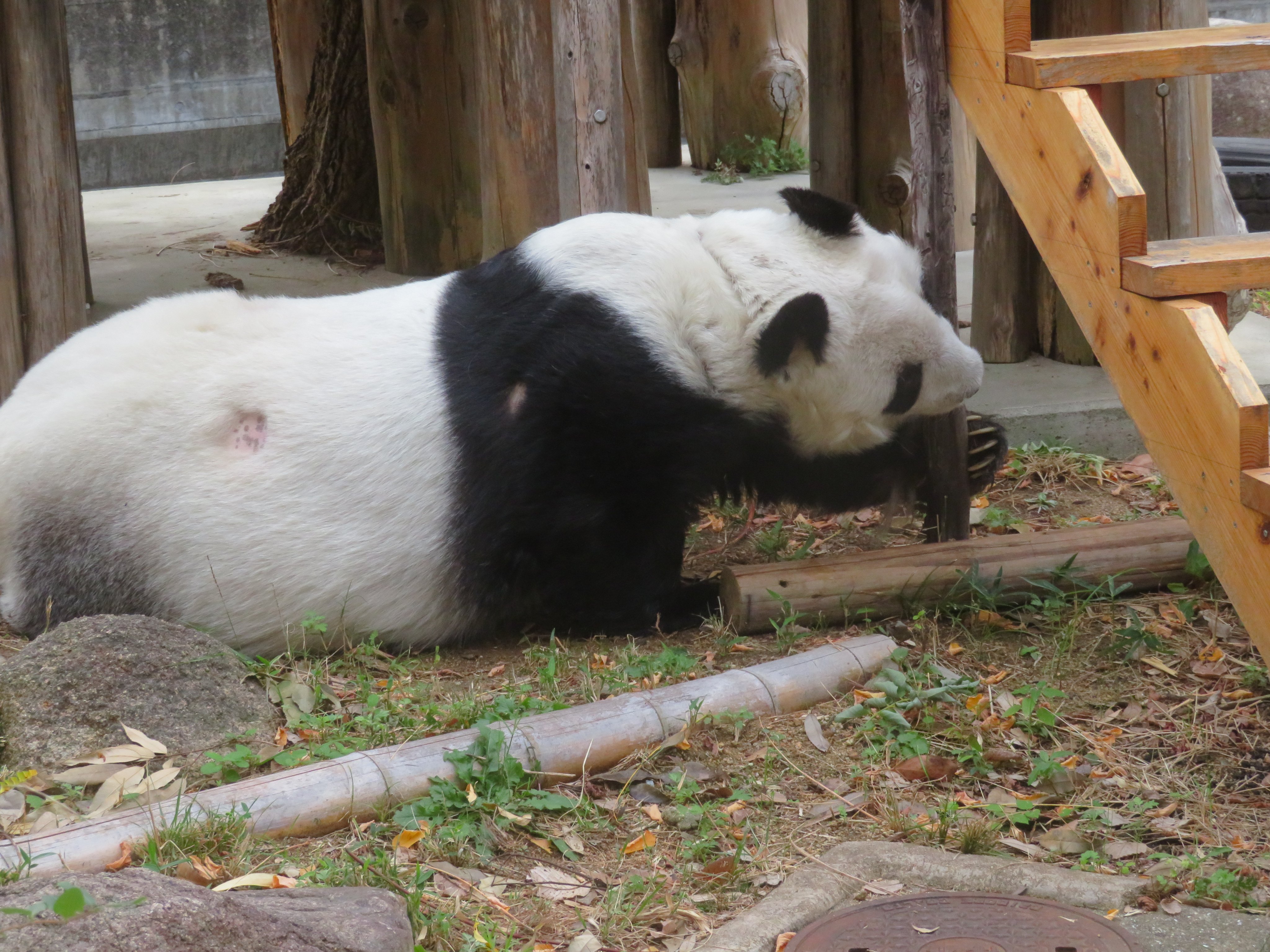 神戸市立王子動物園（公式） on X: 