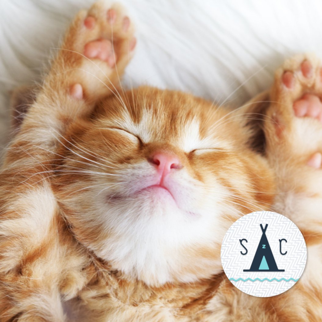 JoinSleepClub's tweet image. Cat nap!