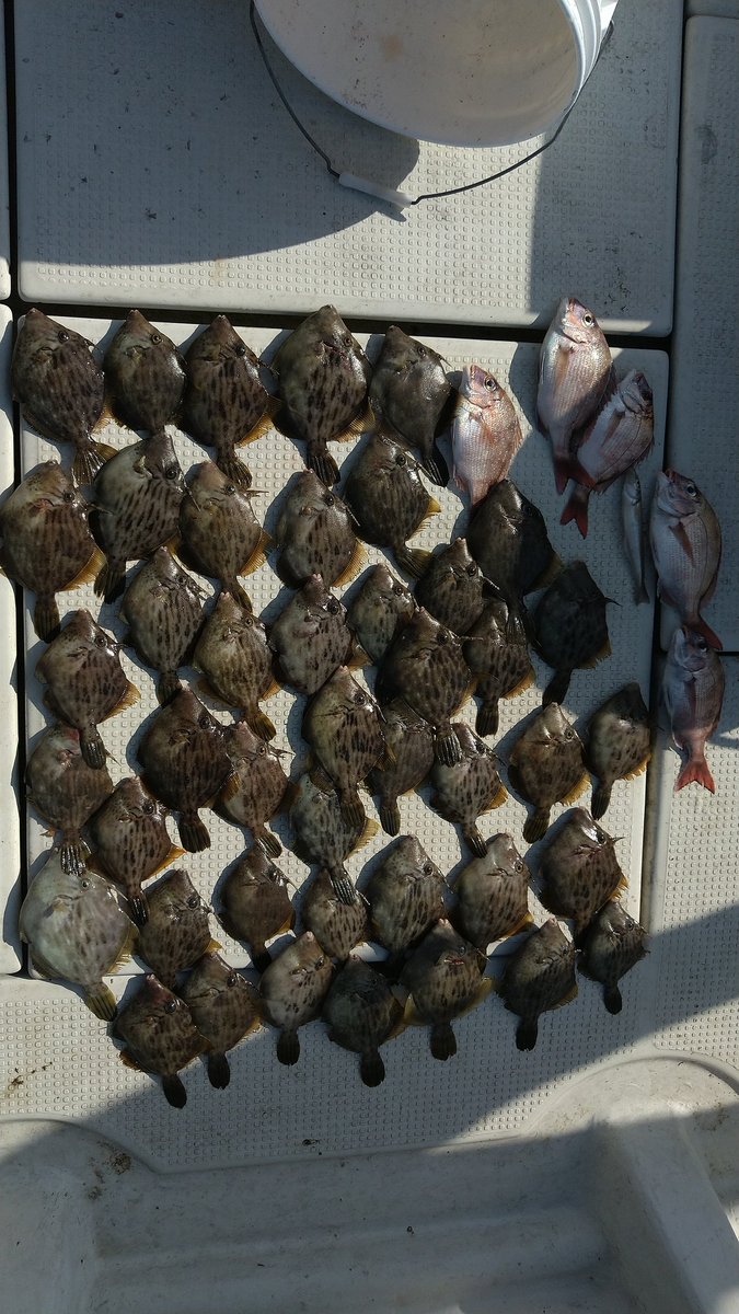 今日は平日予約で、ハギを釣りに行きました
お昼までで83枚でした
これは絞めたの半分です