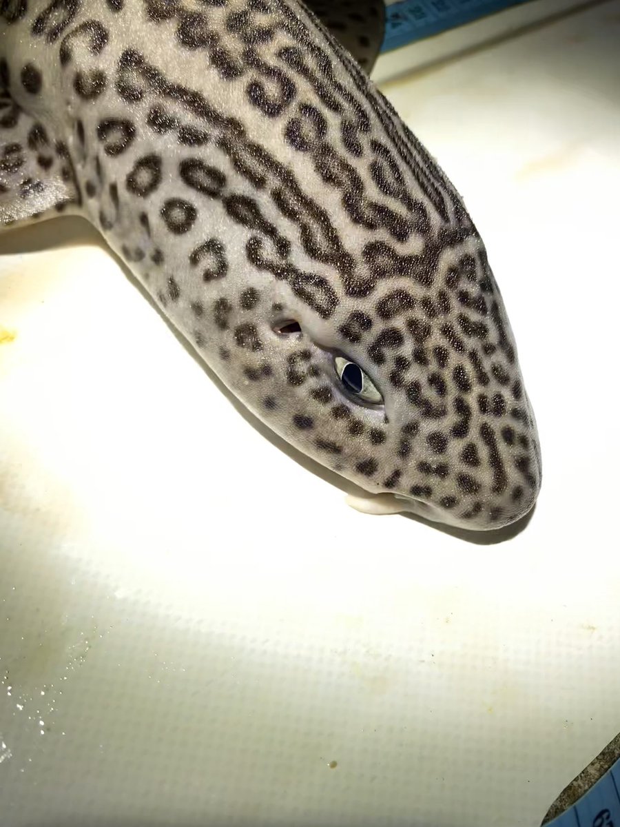 wsprojects's tweet photo. Our volunteers went #fishing last night, and caught 8 #leopard #catsharks and 2 #pyjamasharks! The data can help us determine population size and health. Afterwards, the #sharks are safely returned to the water. π¦
#whitesharkprojects #catchandrelease #sharkscience https://t.co/5JKNtC8GmF