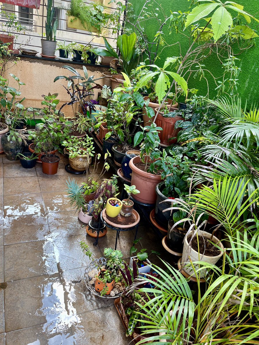 apoorv_moghe's tweet photo. My little terrace garden…. Hobby ❤️#gardening #FavoriteActivity https://t.co/Hc4WNlc0eT