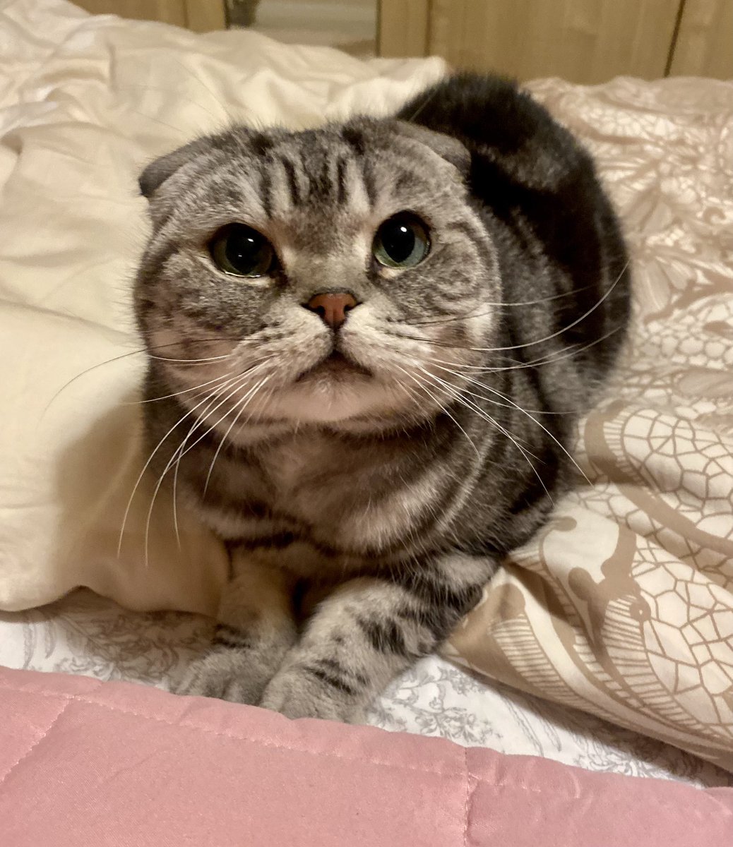 bao_bao_bun's tweet photo. Who managed sneak into the upstairs?! ๐น๐น๐น #CatsOfTwitter #bigbedtime https://t.co/0XZY8Fbnz7