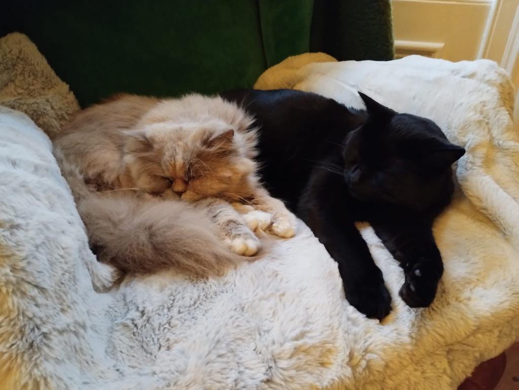 erics_escapades's tweet photo. Furrcuz Furrsday photo of my Ralph and Mary. They adore chilling out together on this chair with cosy blanket 🧡😻🧡 #catsoftwitter #CatsOfX #adoptdontshop #CatsLover #catsprotection #rescuecat #bemoreeric #furrcuzthursday https://t.co/djOUVZs5vs