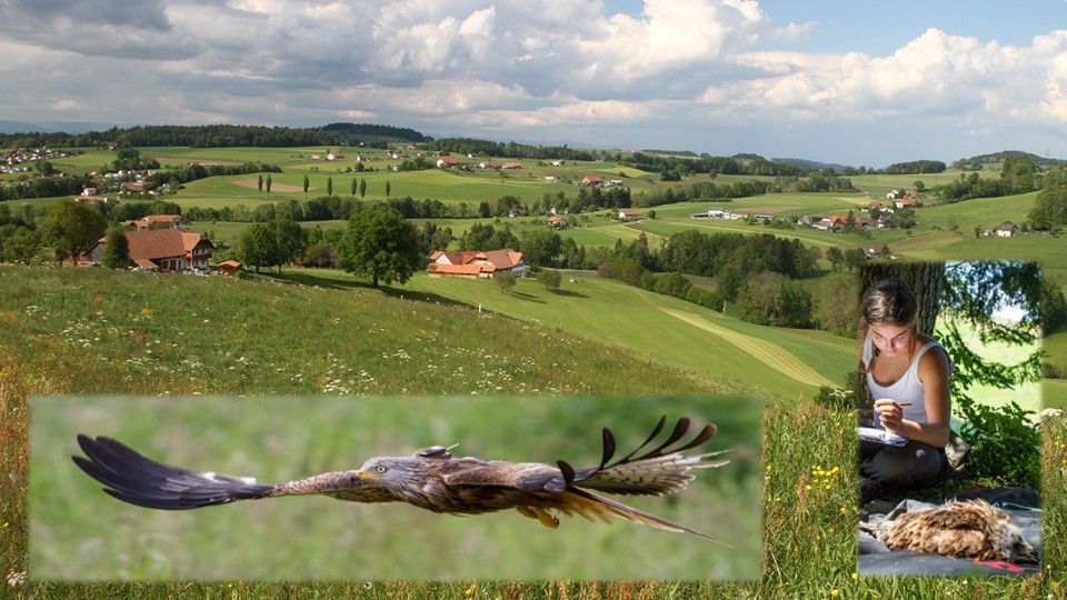 NEW JOB in #ornithology with <a href="/Vogelwarte_scie/">Vogelwarte_Science</a> to monitor breeding #raptors in #Switzerland: buff.ly/40uQjh6