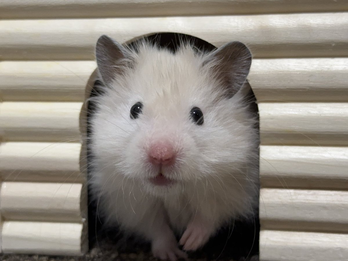 ntctwd's tweet photo. 336年ぶりにﾊﾑﾁｬﾝ🐹を飼い始めたんですがあまりにも美ハムなので見てもらっていいですか https://t.co/i2Lj4lpwf8