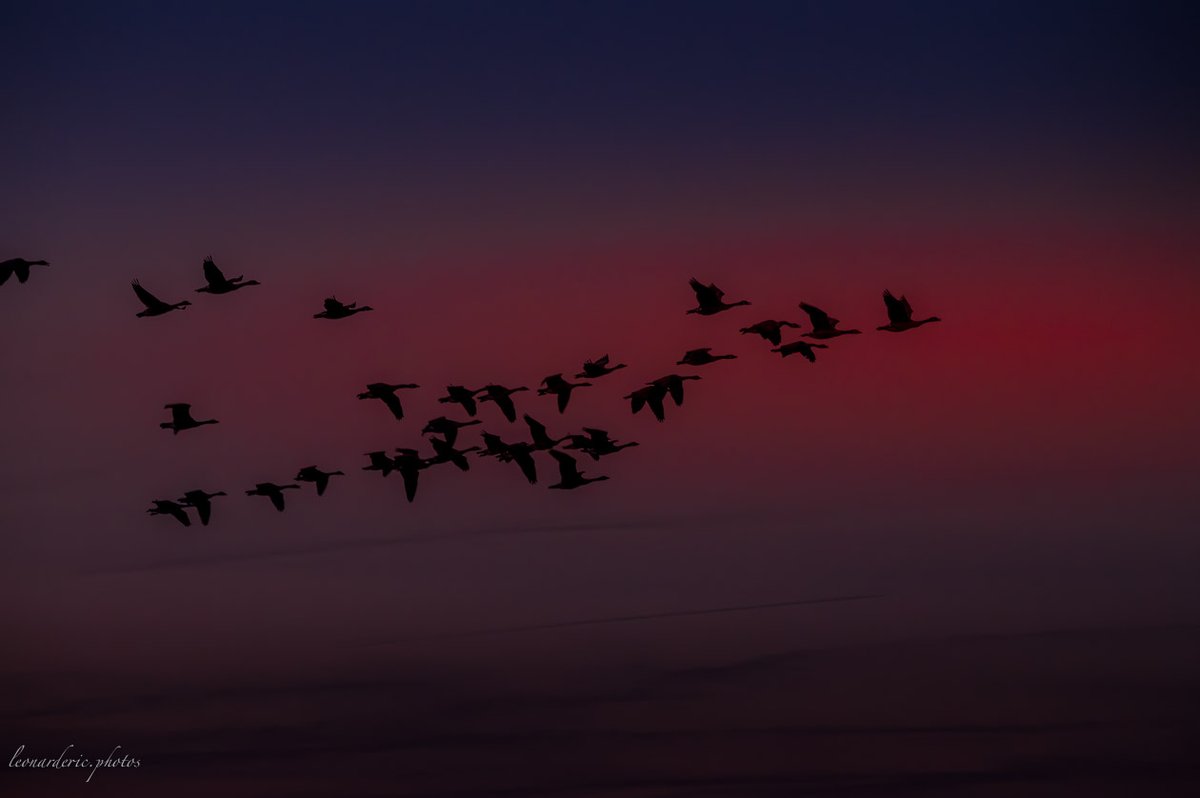 SafrandeCotchia's tweet photo. Non ce n’est pas la Camargue c’est à Wasseiges.
Nee, het is niet de Camargue, het ligt in Wasseiges.
https://t.co/zCefRibw5C https://t.co/QayHwZ553V