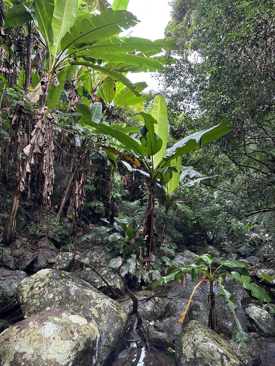 chengchen4real's tweet photo. Tropical forest in Wuzhishan nature reserve in Hainan Island. The 13th Chinese-German Workshop on Biodiversity and Ecosystem Services took place there. The tropical forests receive over 1,000 mm/year rain. The island has high levels of biodiversity, with over 4,200 plant species https://t.co/VGJKqIZmHi