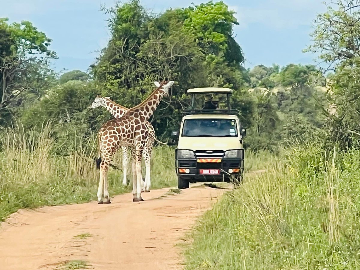DaSafaris's tweet photo. Happy clients @www.downdaroadsafaris.com https://t.co/7eYD2OHUuD