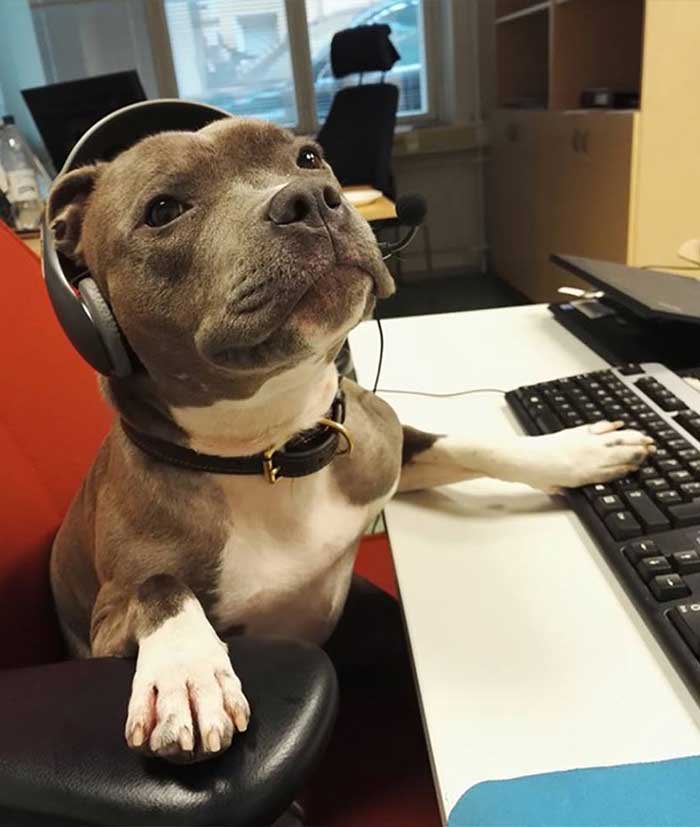 All dogs who come to our office are now given the official job title of “director of entertainment”. Last week we averaged 6 dogs a day, and while they can’t answer the phones and do the accounts, they do add to our culture of fun and kindness.