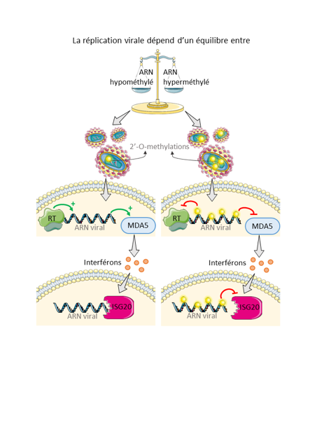 Decroly Etienne (@decrolye) on Twitter photo Internal RNA 2′-O-methylations on HIV-1 genome impair reverse transcription by Alice Decombe et al. soon in NAR.. a great collaboration with IRIM (<a href="/SEBNisole/">Sébastien Nisole</a>) & UVE. Internal RNA 2′-O-methylations on HIV-1 genome impair reverse transcription by Alice Decombe et al. soon in NAR.. a great collaboration with IRIM (<a href="/SEBNisole/">Sébastien Nisole</a>) & UVE.