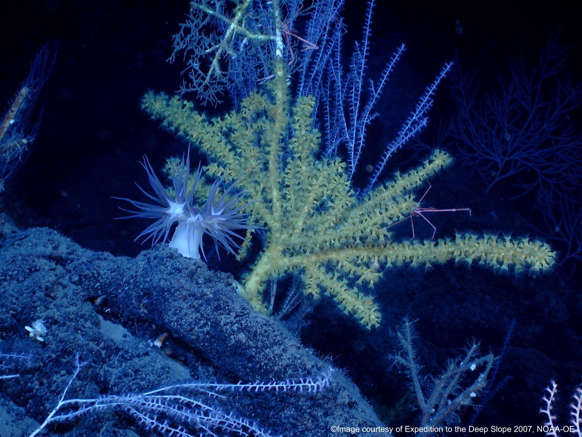 DeepSeaConserve's tweet photo. 🚨 #ISA28 concluded with States continuing to negotiate a mining code, despite the growing momentum for a moratorium and reports continuing to show that #DeepSeaMining is a false solution to the #ClimateCrisis and the green transition.

https://t.co/Er7BiiZb9k

#DefendTheDeep https://t.co/EJxUsxC6FV