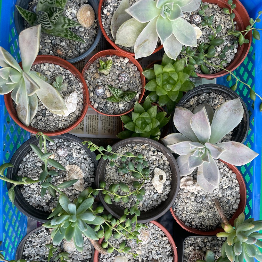 Have you botany plants for yourself lately?! 

We've got some brilliant little succulents for sale at the Centre at the moment.
Why not pick up one on your way past? They're easy to look after, great for improving air quality and bring nature indoors. 

#connect2nature
