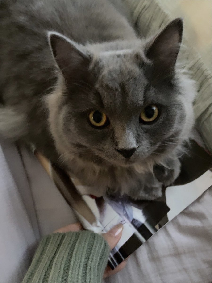 わたちも週刊ポストゲットしたよ（猫の下） https://t.co/58uSIMS5eX