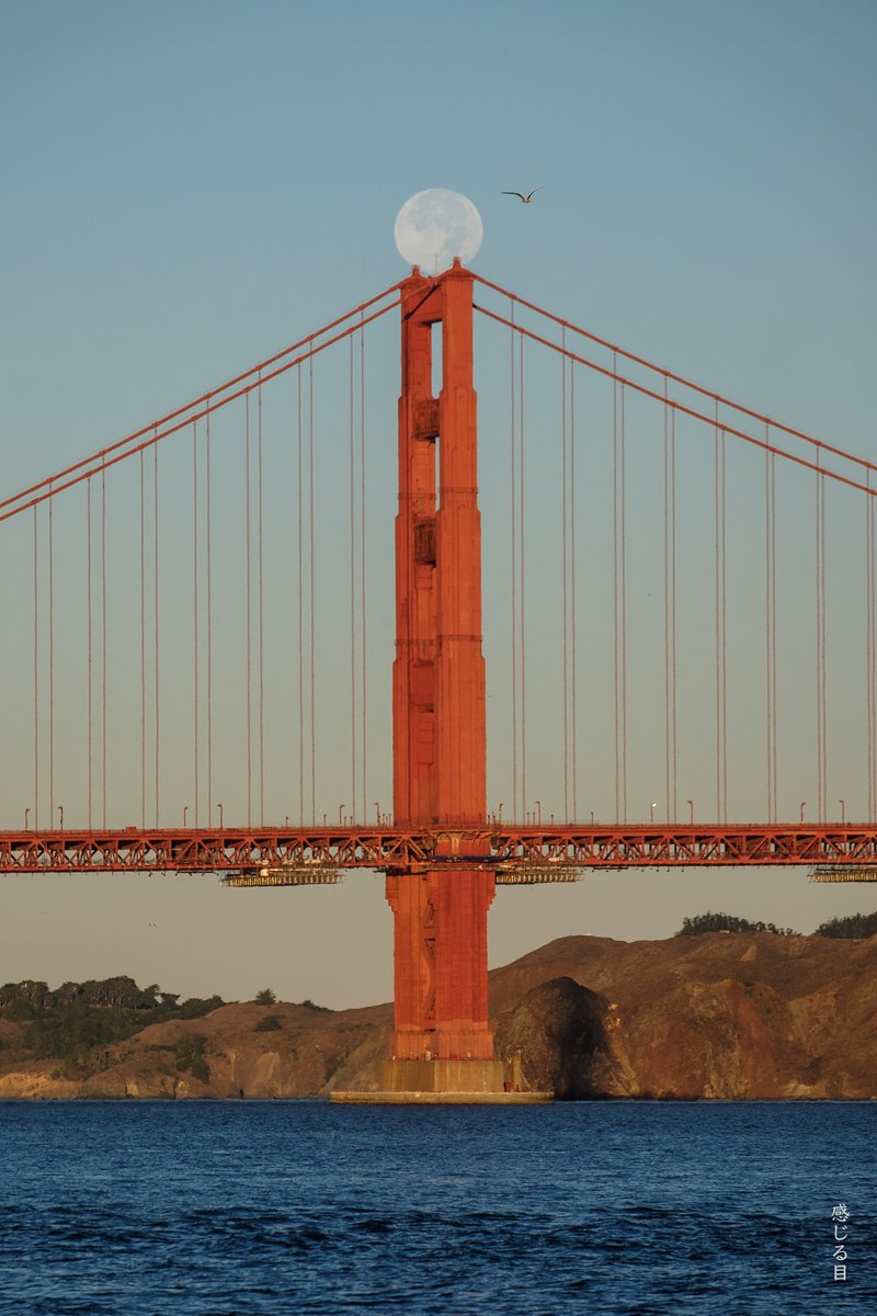 sensualeye's tweet image. Two consecutive moonsets were captured over the Golden Gate Bridge during the last full moon.  

Left is a photo taken with a Nikon D850, photo on right was taken with a FujiFilm XH-1.  #goldengatebridge #landscapephotography #fullmoon #SanFrancisco @GoldenGateNPS @GoldenGateBus