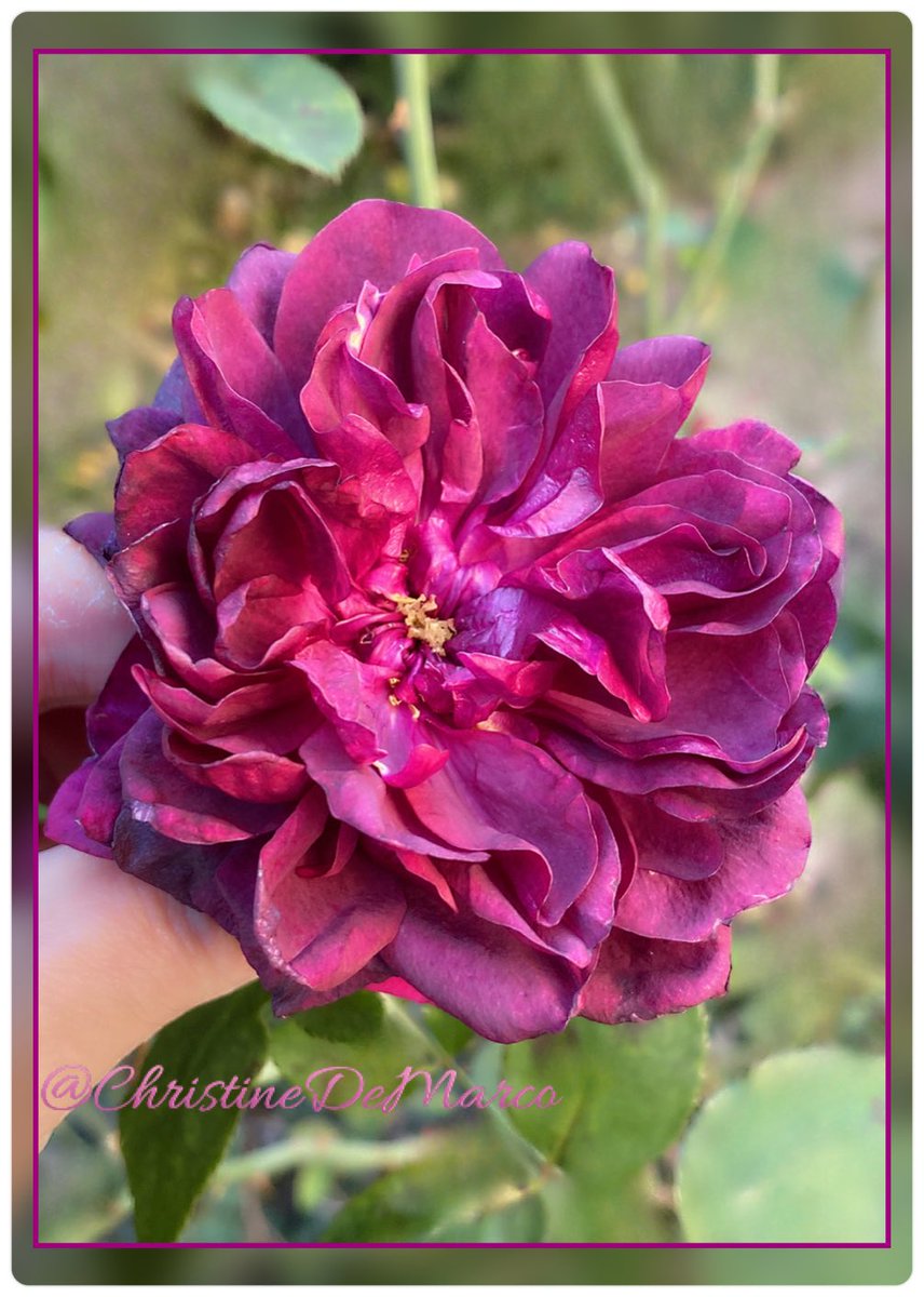 christinedemar's tweet photo. Hi again! #RoseWednesday Sharing #Thursday. My last Darcey Bussell (pretty🤩 colour) #NovemberRose bloom before light snow flurries we had on Wednesday afternoon. The #Rose is still beautiful 😍 although it looks bit shrivelled up due to light frost &amp; lack of sunlight #MyGarden https://t.co/pzkyrJnvgy