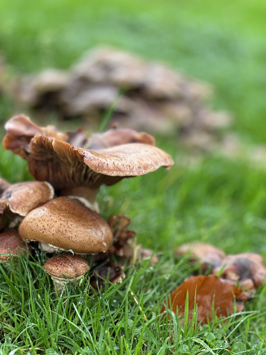 I don’t know much about wild mushrooms but they look good enough to eat? #fungi #mushrooms #toadstools #NaturePhotography