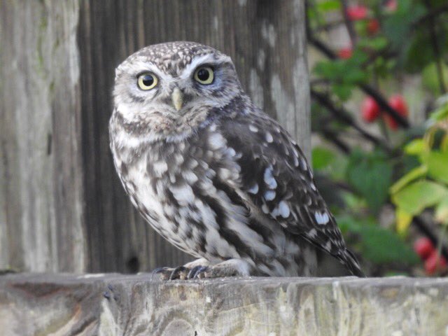 Little Owl, this Morning