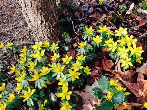 Regular volunteer session this Saturday. Including snowdrop and aconite bulb planting. 10 until 12.