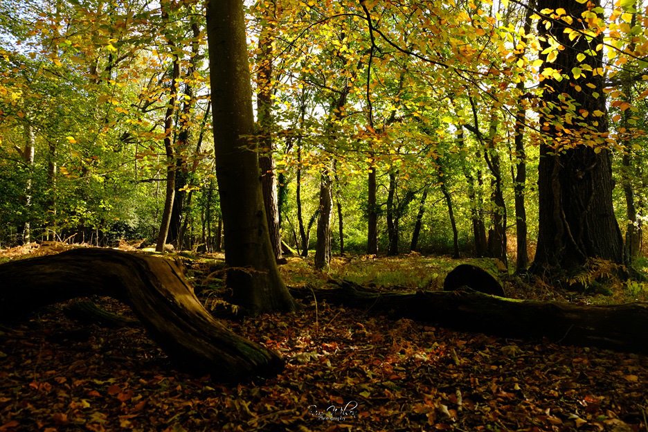 #Autumn colours at Blashford lakes #woodlands #wildlifetrust #NatureBeauty