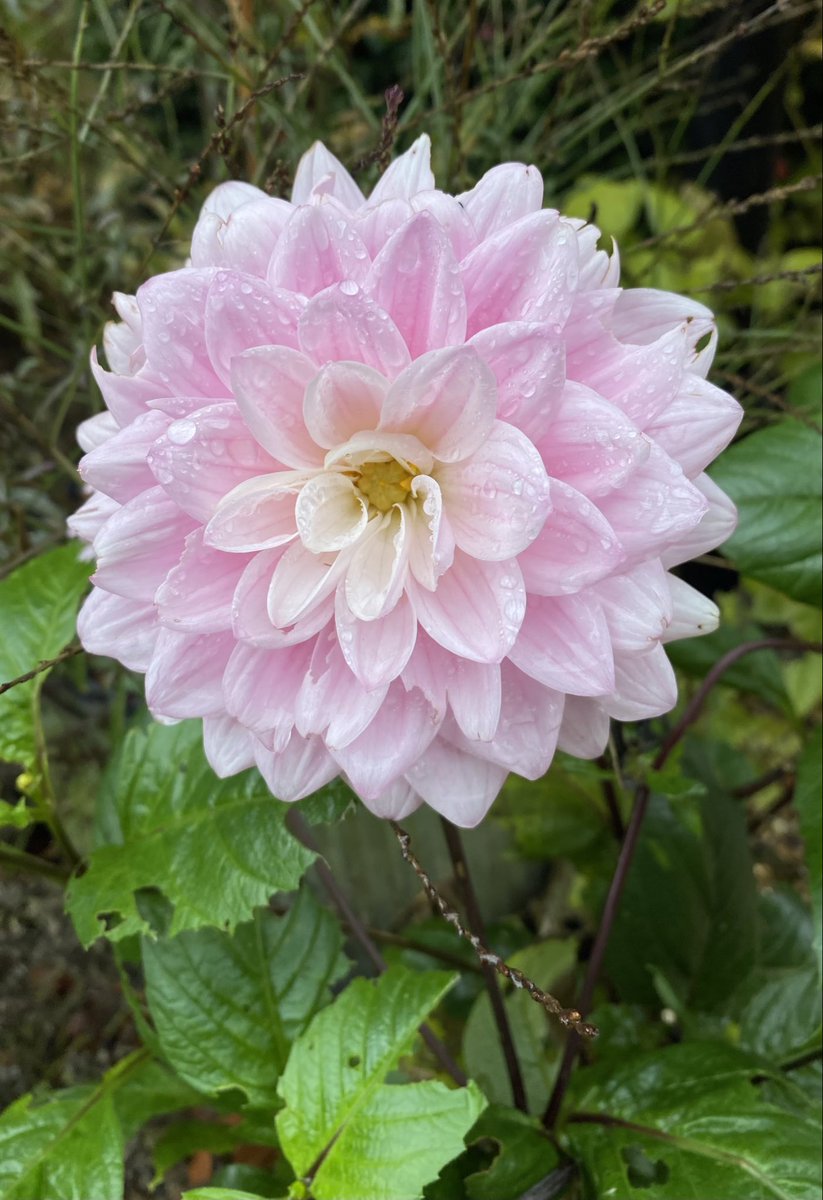 #DailyDahlia 🌸