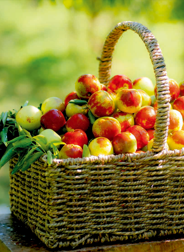 iShandong's tweet photo. Zhanhua in @iBinzhou, #Shandong, known as the "hometown of winter #jujubes," is China's main producer of this delightful #fruit. The winter jujubes from Zhanhua are cherished for their generous size, crisp texture, remarkable sweetness, and abundant vitamin C. #RemarkableShandong https://t.co/qVUqjsc6dw