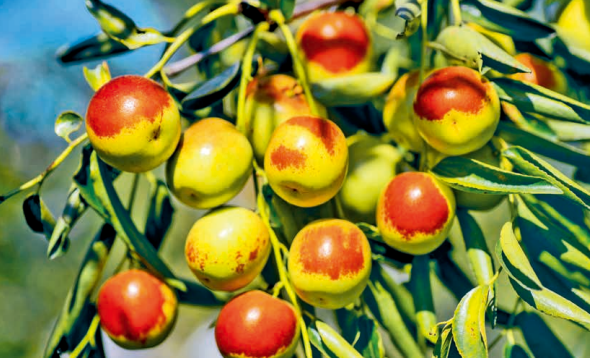 iShandong's tweet photo. Zhanhua in @iBinzhou, #Shandong, known as the "hometown of winter #jujubes," is China's main producer of this delightful #fruit. The winter jujubes from Zhanhua are cherished for their generous size, crisp texture, remarkable sweetness, and abundant vitamin C. #RemarkableShandong https://t.co/qVUqjsc6dw