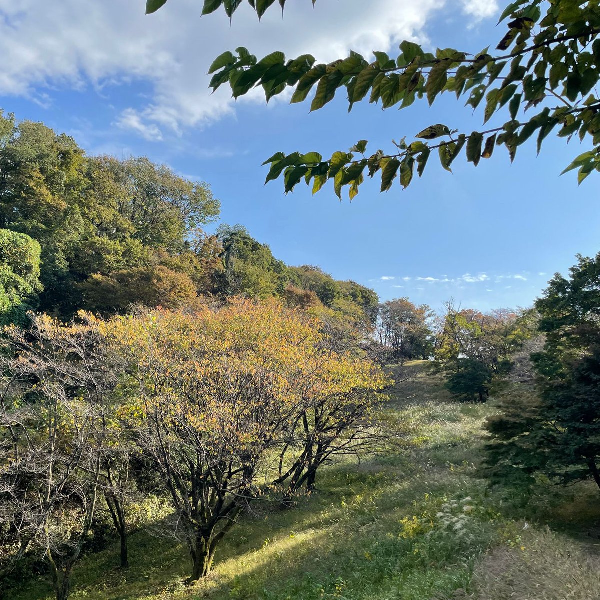 d_sea's tweet photo. 森に癒されてきた🌳🌳🌳 at 長沼公園 https://t.co/nakBp4PmoH