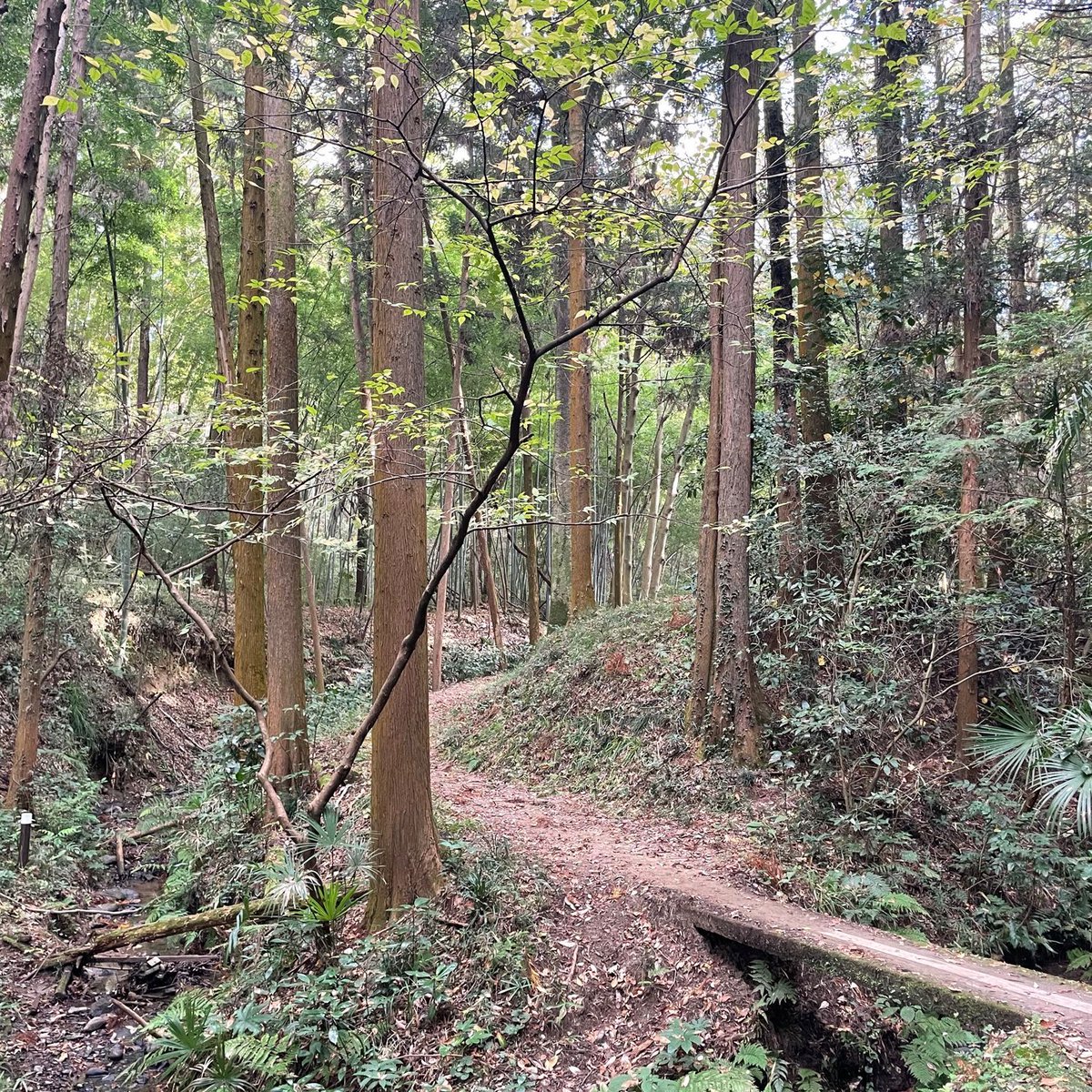 d_sea's tweet photo. 森に癒されてきた🌳🌳🌳 at 長沼公園 https://t.co/nakBp4PmoH
