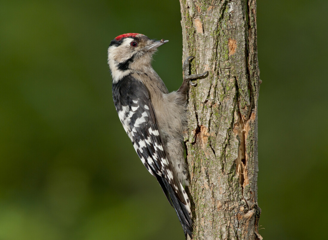 The latest data for #wildbird populations in the UK have been released - the #lesserwoodpecker and #willowtit are #woodlandbirds that have declined by over 90% since the 1970's! Our work in the #Forest includes strategies to help conserve #woodland #birds: bit.ly/474WxXf