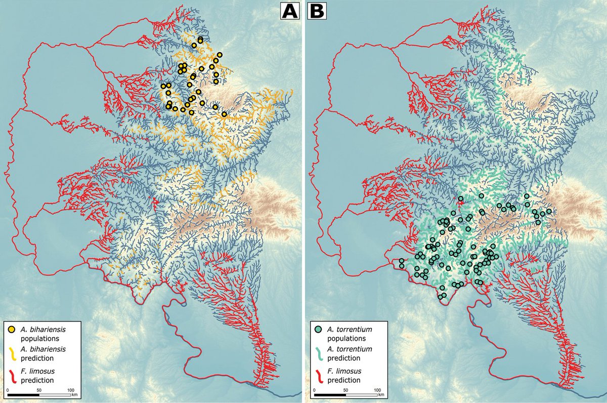 🦐🌊🌳 Research reveals spiny-cheek #crayfish cannot handle the water velocity of the submontane zone, which naturally stops them from invading upstream to native crayfish in Eastern Europe. 

🔗 doi.org/10.3897/neobio… 

#NatureKnowsBest #InvasiveSpecies