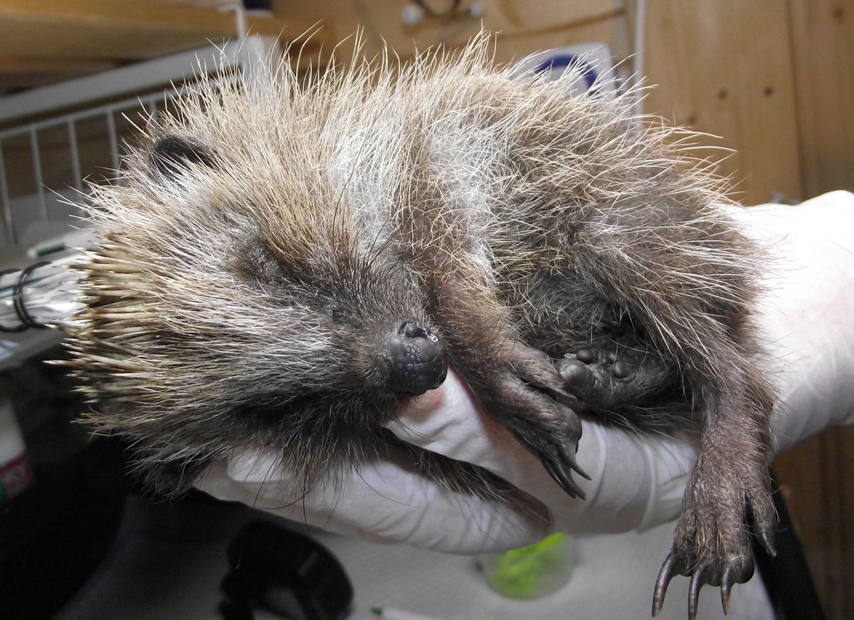 Thank you so much, to the wonderful, kind, and thoughtful people who have sent donations via PayPal to help towards the cost of essential prescription medicines, and have ordered much needed supplies from my Amazon wishlist, including Sara M, Jenni R/Harry L, Nicola E, Lisa H,