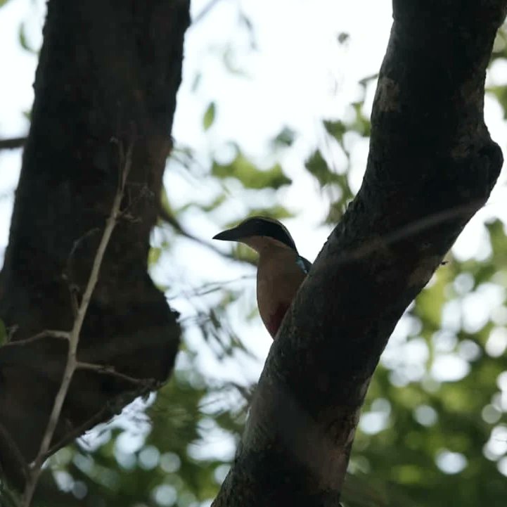 KavingaCamp's tweet photo. Today 9th of November 2023, the first African Pitta was sighted! The first in Zimbabwe this year .... He's come before any rain here (one for the records). It's our earliest sighting to date at Kavinga! Well done Dylan! 🇿🇼🐦
📸: Dylan Browne https://t.co/BnBw3mTTaE