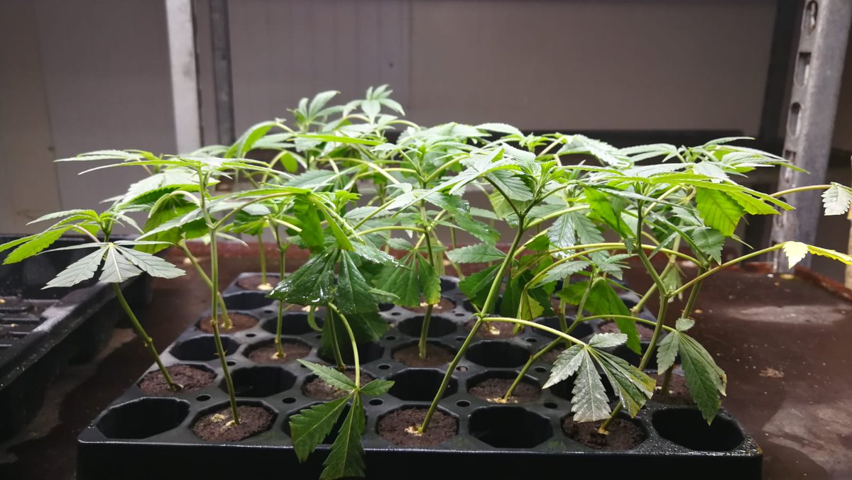 fiordicanapa's tweet photo. TALEE ORNAMENTALI su ordinazione, 15-20 gg di attesa , PASSA IN NEGOZIO PER SAPERNE DI PIU' ! #taleeornamentali #fiordicanapa #hempshop #taleeornamentalisuordinazione #geneticheselezionate #genetichecreate #valpolicella #verona https://t.co/ZUFGji3nhY