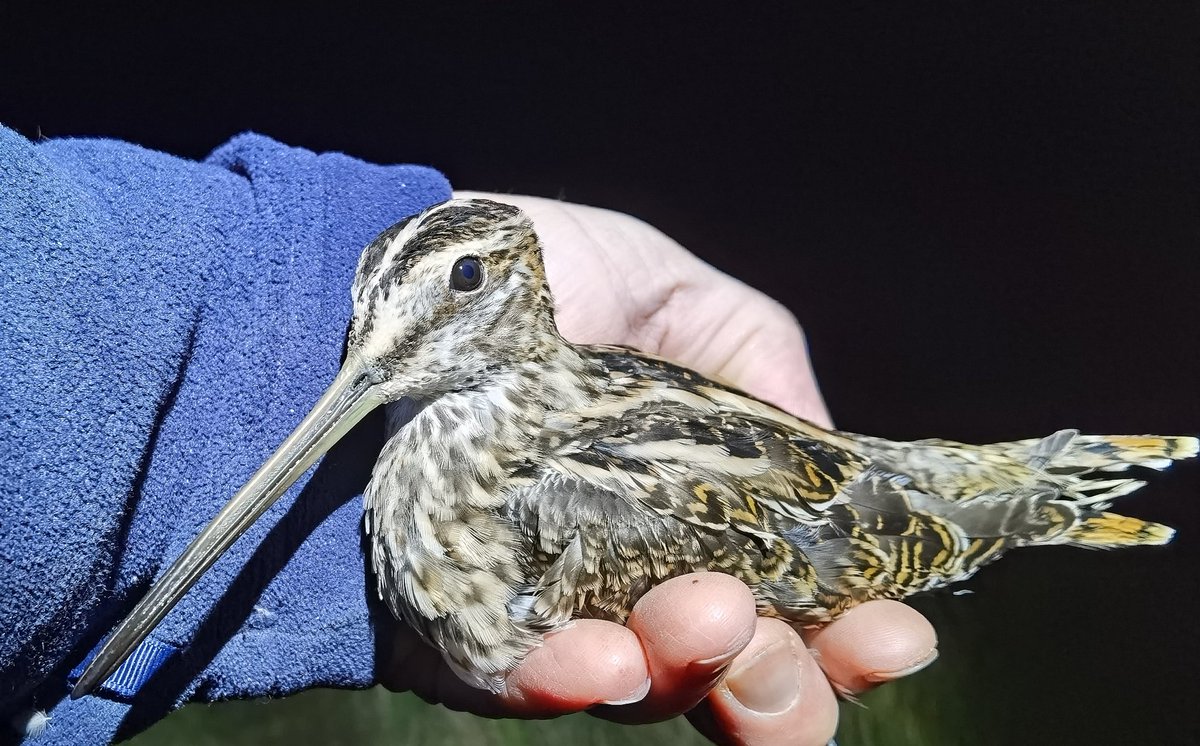 Super night monitoring birds on a farm by the River Thames. I ringed my first Jack Snipe of the Autumn, along with a Woodcock and 2 Common Snipe. Also, counted an amazing 200 Skylarks - the highest count in Wiltshire this year.