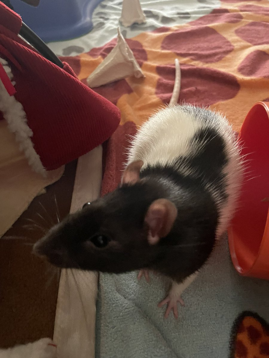 Rattino Leone ❤️