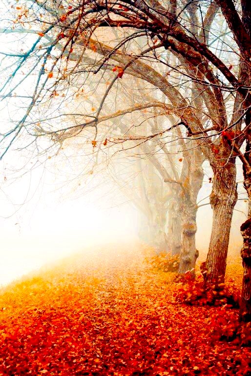 Princess_Richvi's tweet photo. The goal of life is living in agreement with nature…..🍁☀️

 🍃#GoodMorning &amp; Keep Smiling🍃 https://t.co/ddsIKkKHlO