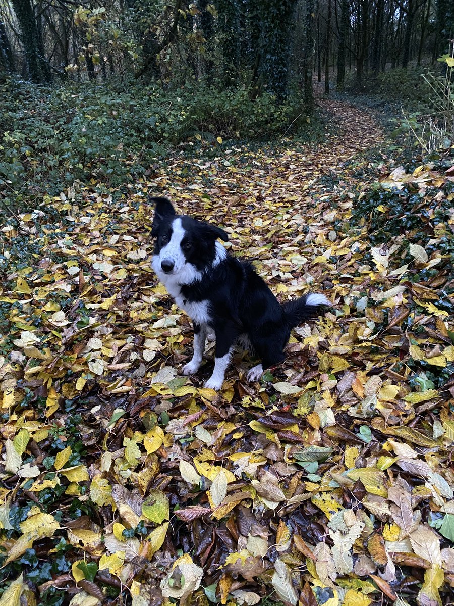 Did someone say walk? Ready and waiting...