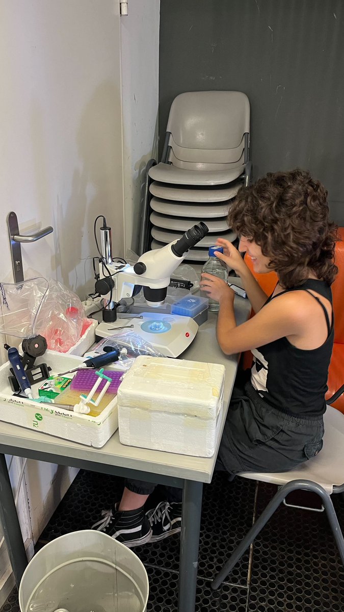 🔊🌊La doctorant Eva R. Quintana, de l'equip <a href="/evodevogenomeUB/">CañestroLab EvoDevoGenomeUB GeneLoss🫀Heart🌊Ocean</a> pel Dr. Cristian Cañestro, de l'IRBio i del <a href="/GeneticsUB/">GeneticsUB</a> dedica la seva tesi a comprendre i abordar els desafiaments que planteja la contaminació acústica marina. 🔇🪼