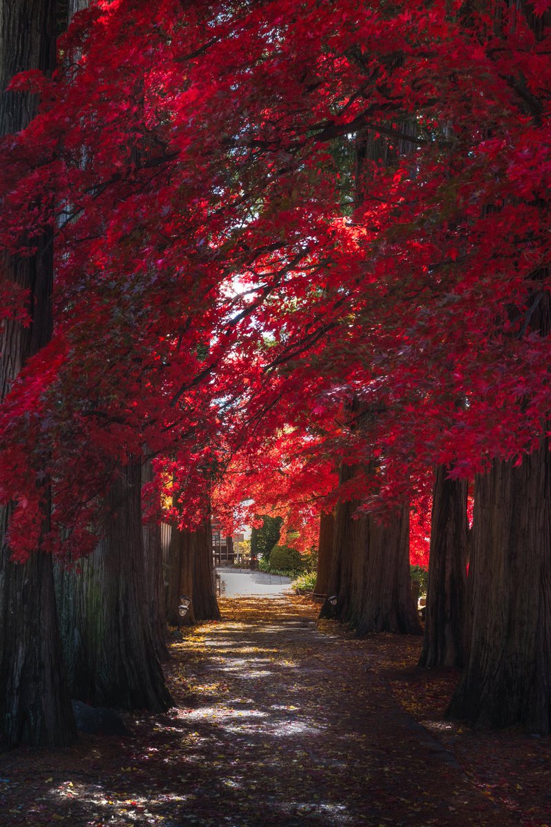 長円寺の秋が素敵でした🍁