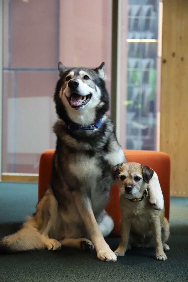 TRAM Program (@tramunimelb) on Twitter photo Solving the world's problems, and they probably don't even know it. 🐶 K9 Sensory Lab, Track team and <a href="/SciMelb/">Science at Melbourne</a> rep, is on a mission to become the premier hub for sourcing and validating detection #dog target odours.
Learn more at TRAMaganza: bit.ly/46CqkG0
#unimelb Solving the world's problems, and they probably don't even know it. 🐶 K9 Sensory Lab, Track team and <a href="/SciMelb/">Science at Melbourne</a> rep, is on a mission to become the premier hub for sourcing and validating detection #dog target odours.
Learn more at TRAMaganza: bit.ly/46CqkG0
#unimelb