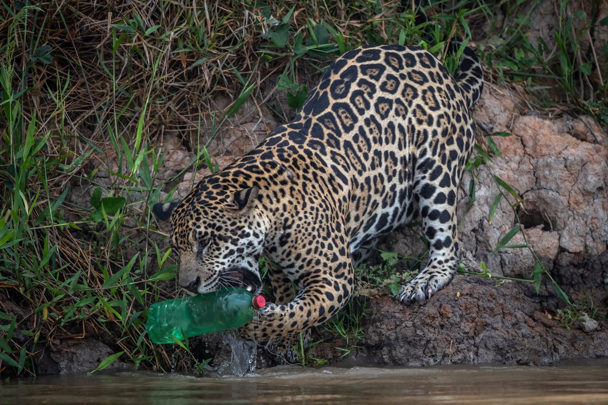 Analysis unveils #EUMercosur dirty plastic secret: the trade deal will remove tariffs on single-use #plastic products banned in Europe to boost exports to Mercosur countries, in total disregard of people’s health and nature beyond the EU’s borders.

👉greenpeace.org/eu-unit/issues…