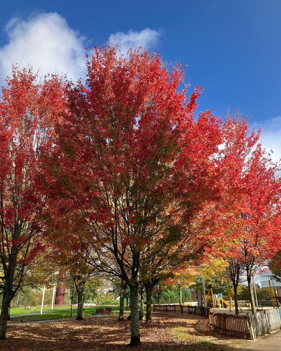 CompostelaVerde's tweet photo. Coma todos os anos por estas datas, os pradairos prateados, pradairos azucreiros ou pradairos do Canadá (Acer saccharinum) mostran a súa coloración outonal no Parque Barcelona #CompostelaVerde #Compostela #SantiagoDeCompostela 📸 @el_patio_d_mi_recreo

https://t.co/qxSjn4qOBC https://t.co/lK6nvj1dUQ