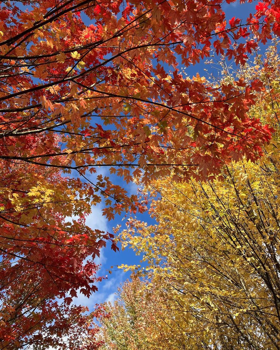 CompostelaVerde's tweet photo. Coma todos os anos por estas datas, os pradairos prateados, pradairos azucreiros ou pradairos do Canadá (Acer saccharinum) mostran a súa coloración outonal no Parque Barcelona #CompostelaVerde #Compostela #SantiagoDeCompostela 📸 @el_patio_d_mi_recreo

https://t.co/qxSjn4qOBC https://t.co/lK6nvj1dUQ